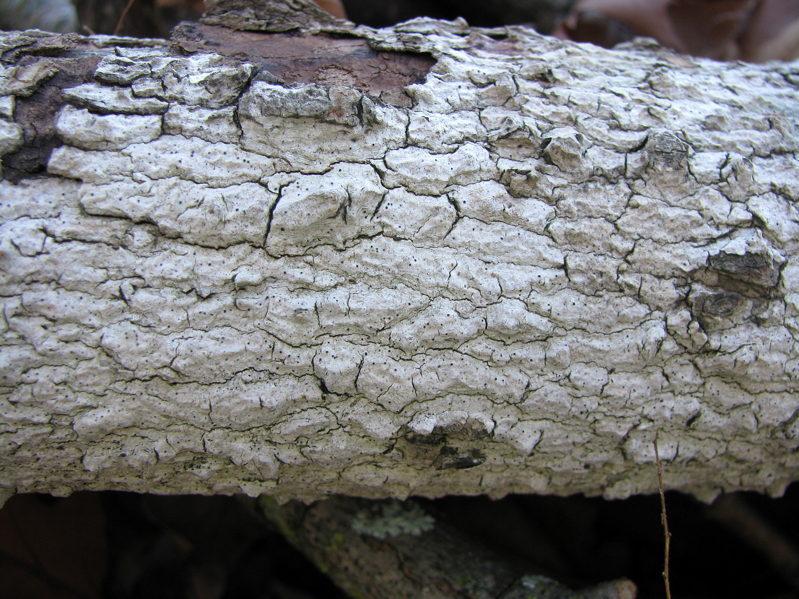 Представитель Семейства Arthopyreniaceae